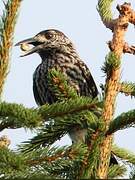 Spotted Nutcracker