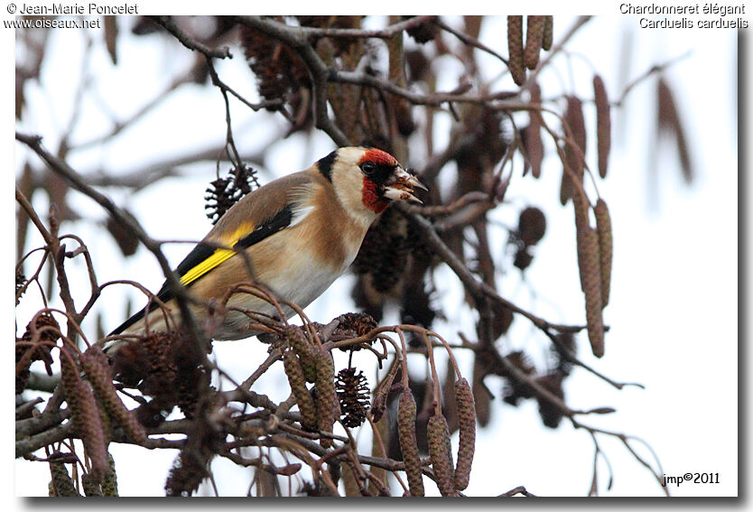 European Goldfinch