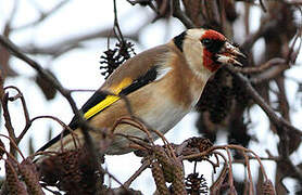 European Goldfinch