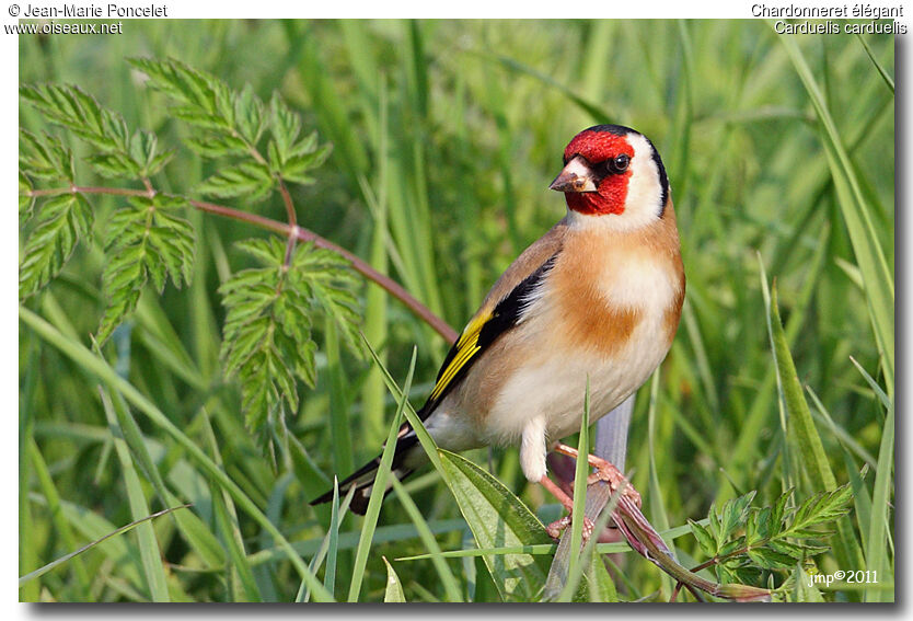 European Goldfinch