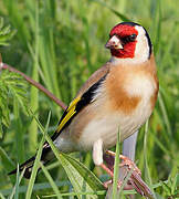 European Goldfinch