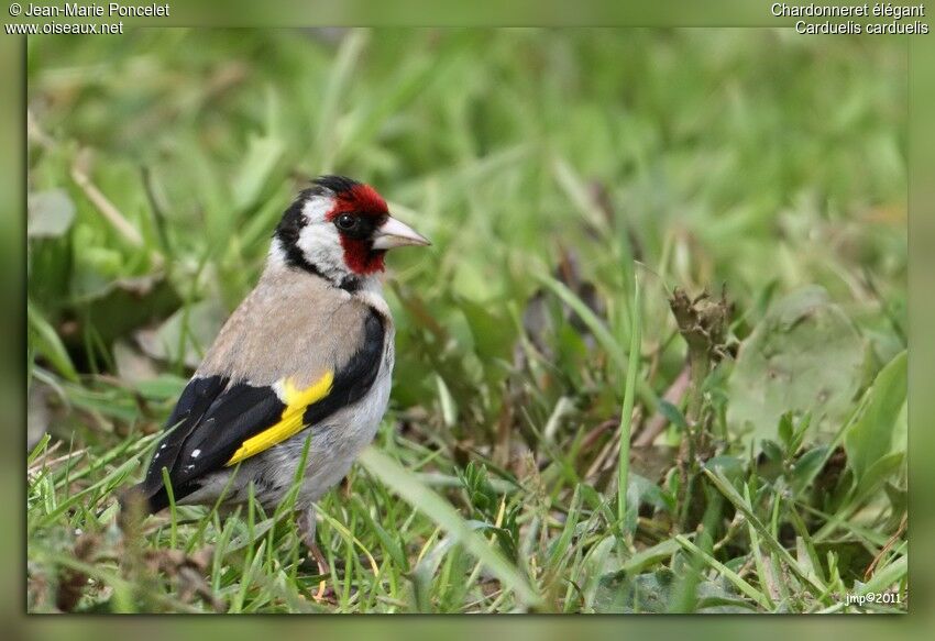 European Goldfinch