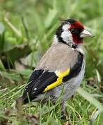 European Goldfinch