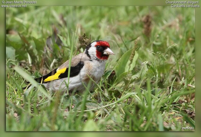 European Goldfinch