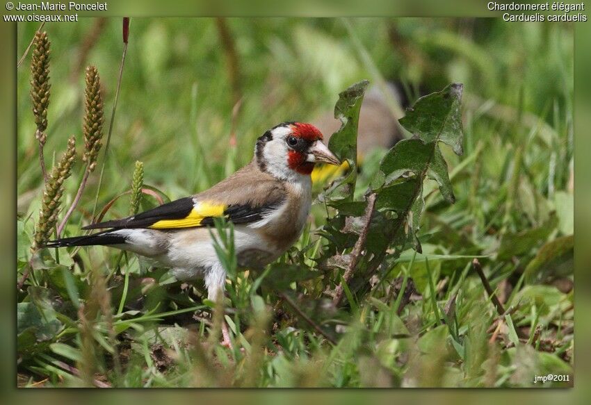 European Goldfinch