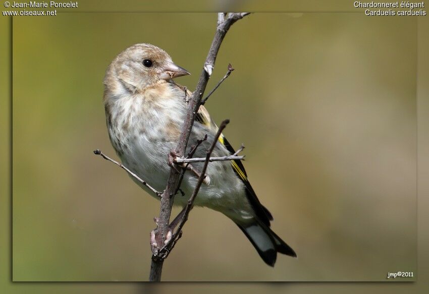 European Goldfinchjuvenile