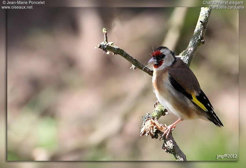 European Goldfinch