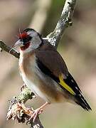 European Goldfinch