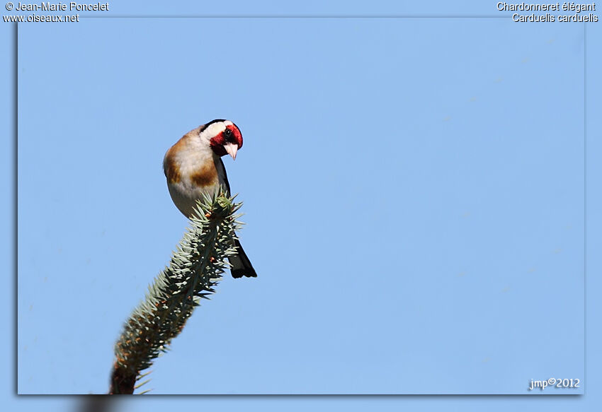 European Goldfinch