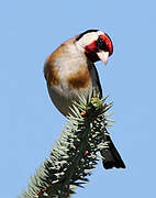 European Goldfinch