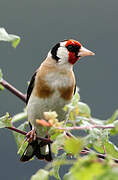 European Goldfinch