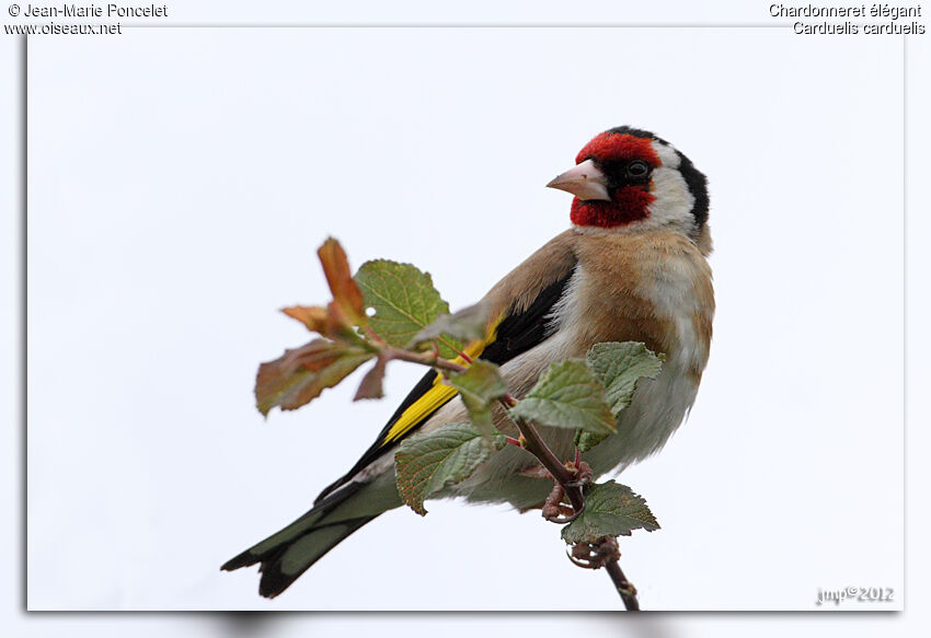 European Goldfinch