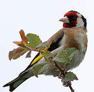 European Goldfinch