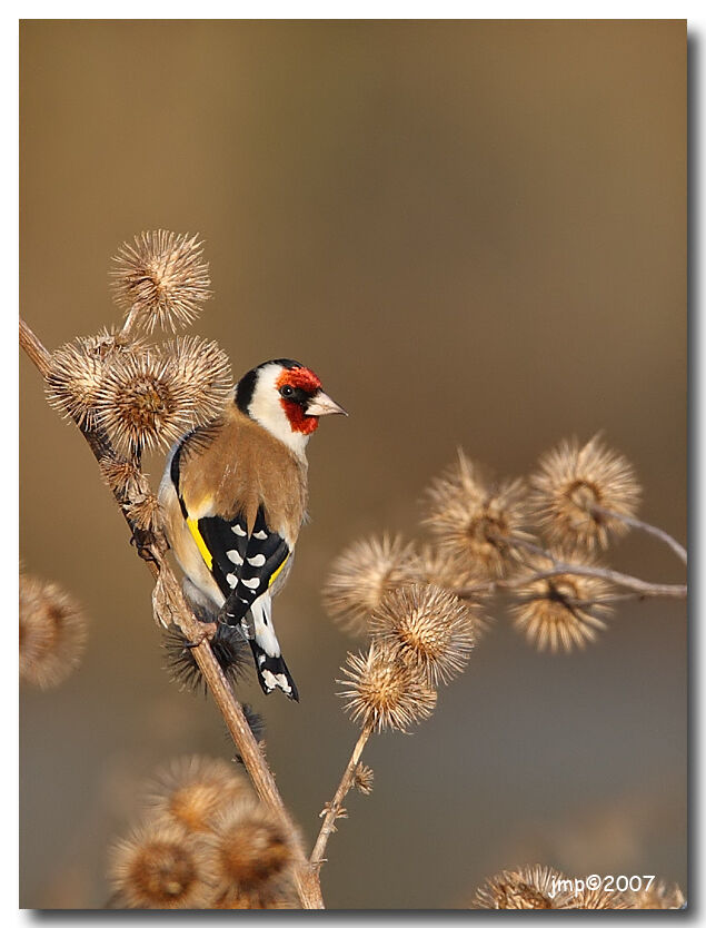 European Goldfinch