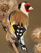 European Goldfinch