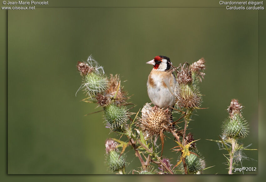 European Goldfinch