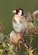 European Goldfinch