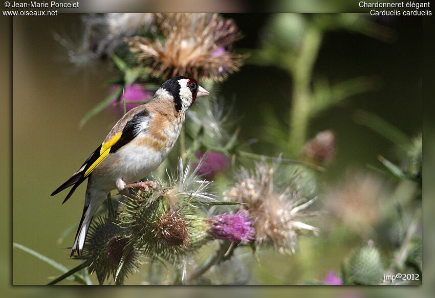 European Goldfinch