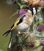 European Goldfinch