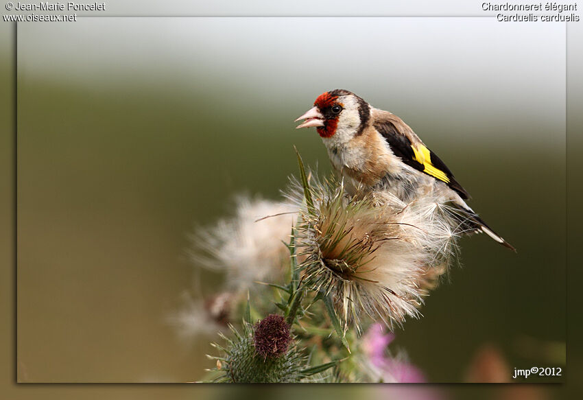 European Goldfinch