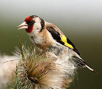 European Goldfinch