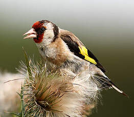 Chardonneret élégant