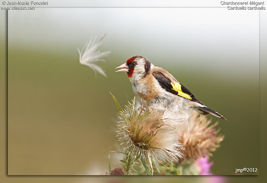 European Goldfinch