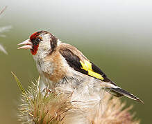 Chardonneret élégant