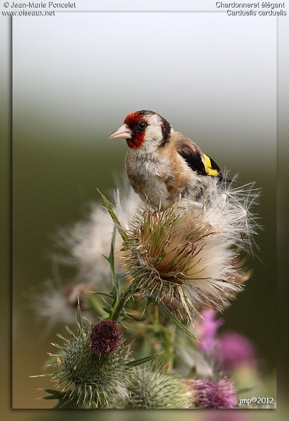 European Goldfinch