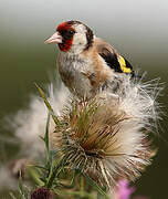 European Goldfinch