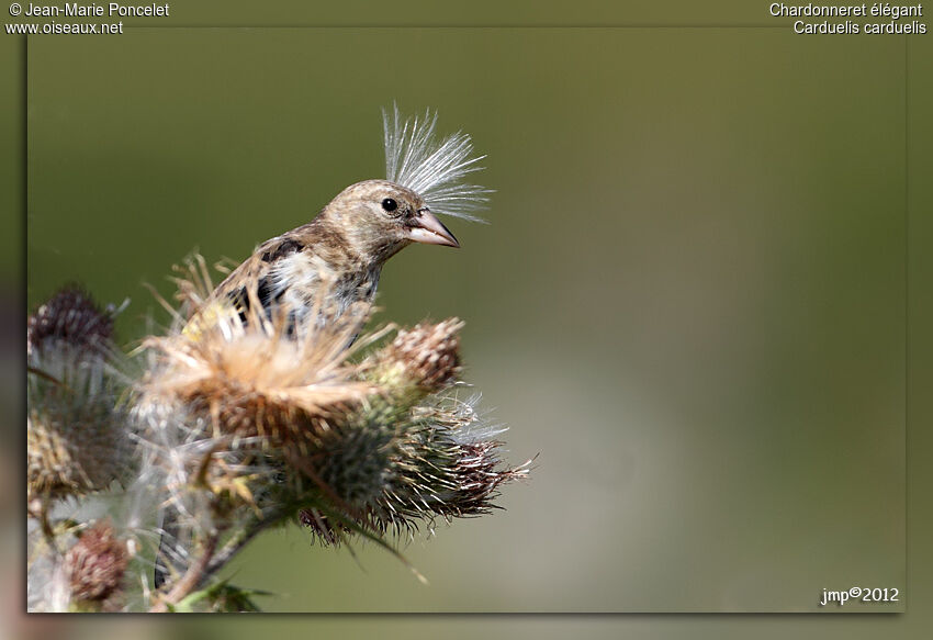 European Goldfinch