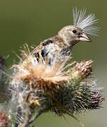 European Goldfinch