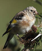 European Goldfinch