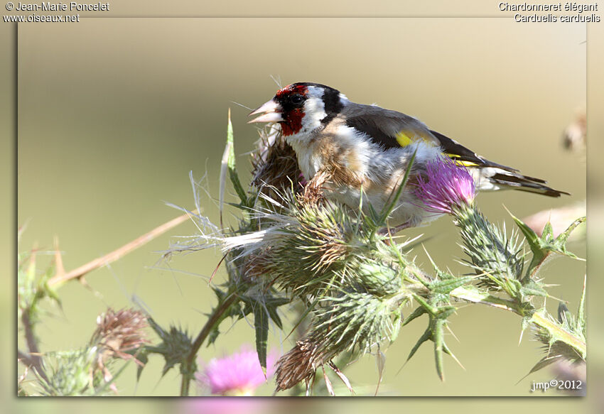 European Goldfinch