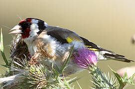 European Goldfinch