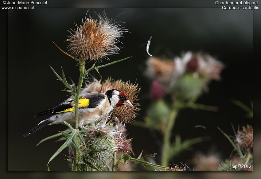 European Goldfinch