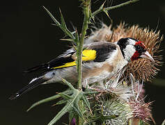 European Goldfinch