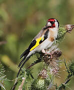 European Goldfinch