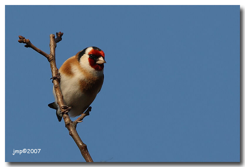 European Goldfinch