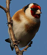 European Goldfinch