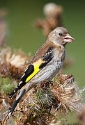 European Goldfinch