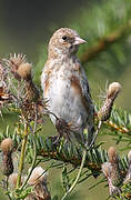 European Goldfinch