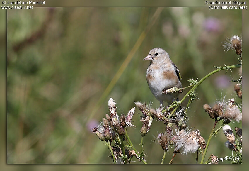 European Goldfinch