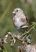 European Goldfinch