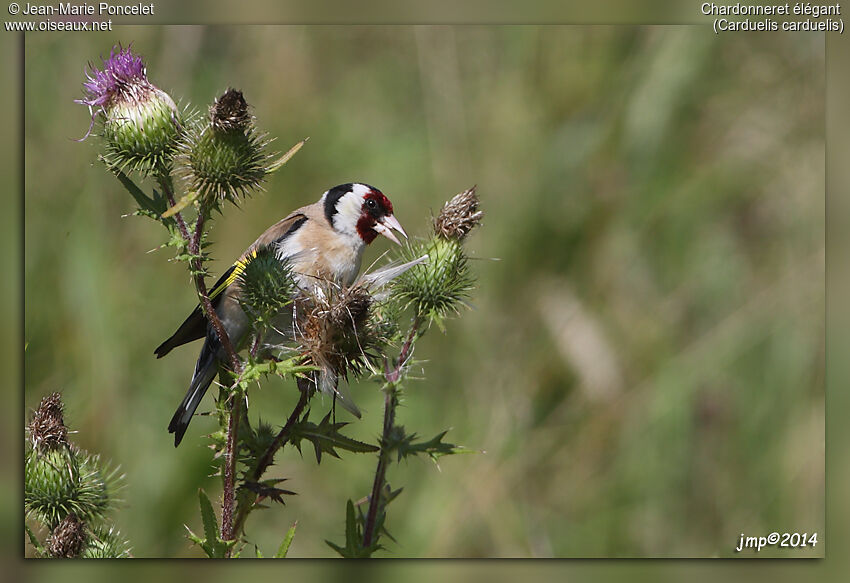 European Goldfinch