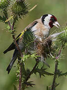 European Goldfinch