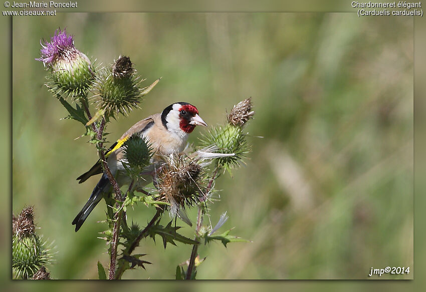 European Goldfinch