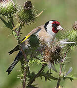 European Goldfinch