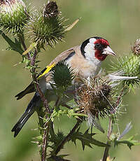 Chardonneret élégant