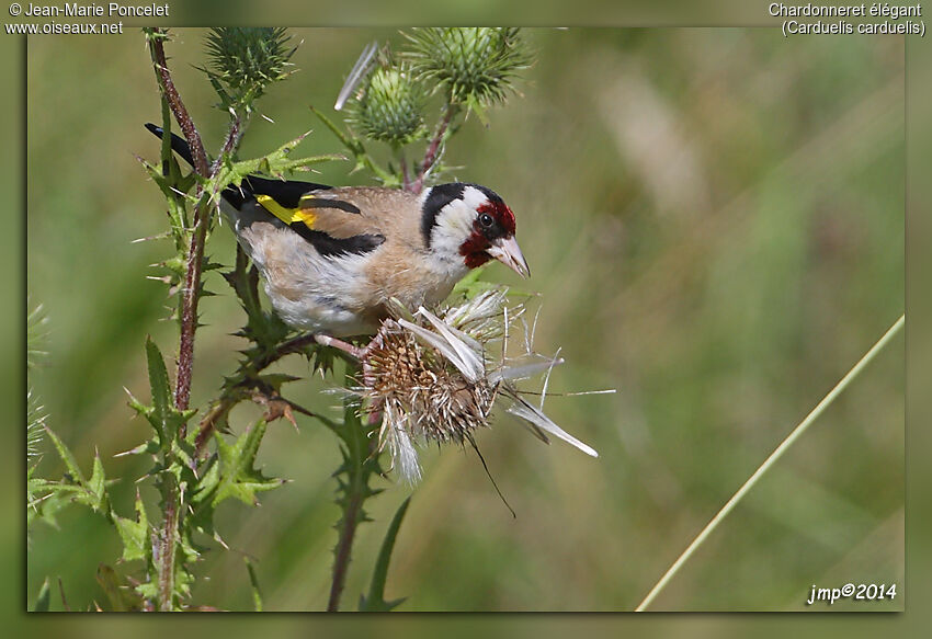 European Goldfinch